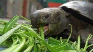 烏龜可以吃嗎 土行業